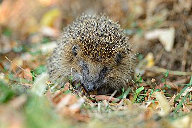《艾尔登法环》圣树之影DLC预计在明年4月之后推出
